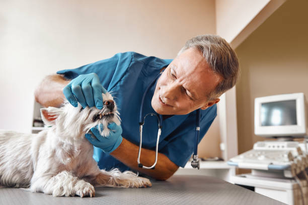 Best Emergency Dentist Near Me  in Woodstock, IL